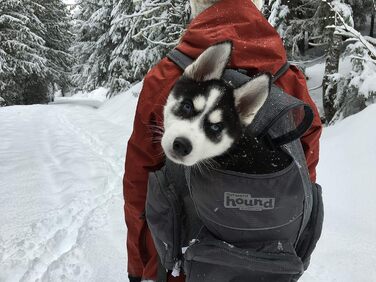 Рюкзак для собак Outward Hound PoochPouch, регульований, сірий