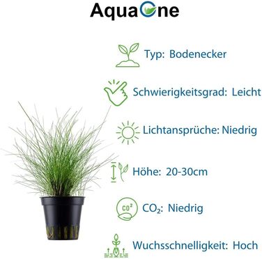 Акваріумна рослина Helanthium 'Quadricostatus', 3 шт. – водна рослина для акваріума, повністю вкорінена, легка у догляді, для акваскейпінгу та декору (Eleocharis parvula, розеткова)