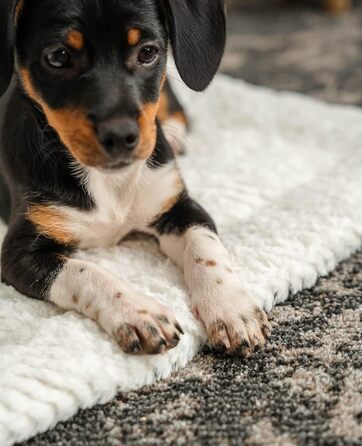 Килимок-підстилка Lionto для собак та котів, зігріваючий, 75x55 см, сірий