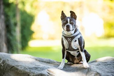 М'який нашийник для собак CHIARA MIA, розмір XL, сірий - водонепроникний, з безпечними світловідбиваючими смугами, регульований на липучці