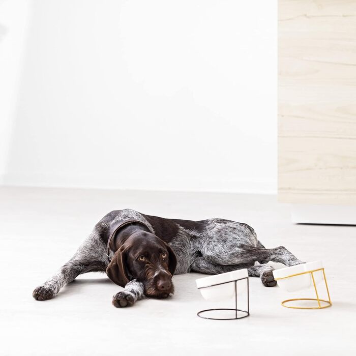 Набір мисок для тварин Navaris (2 шт) з металевим підставкою: для котів та собак, миється в посудомийній машині, нахилена миска, золото/чорний