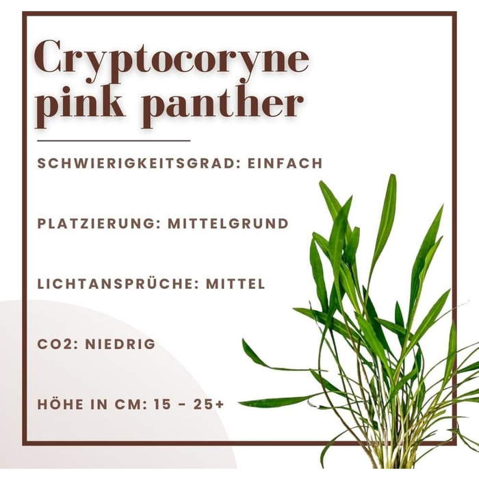 Набір з 3 акваріумних рослин Cryptocoryne Pink Panther – середньорівнева водна рослина для акваріума, повністю вкорінена, для акваскейпінгу та декору