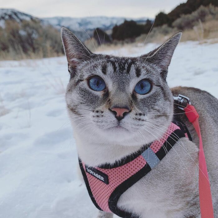 Шлейка для собак Voyager Step-In Air Best Pet Supplies, всепогодна, сіточка, для малих і середніх порід, рожева з чорним кантом, розмір L (грудна клітка 45-52 см)
