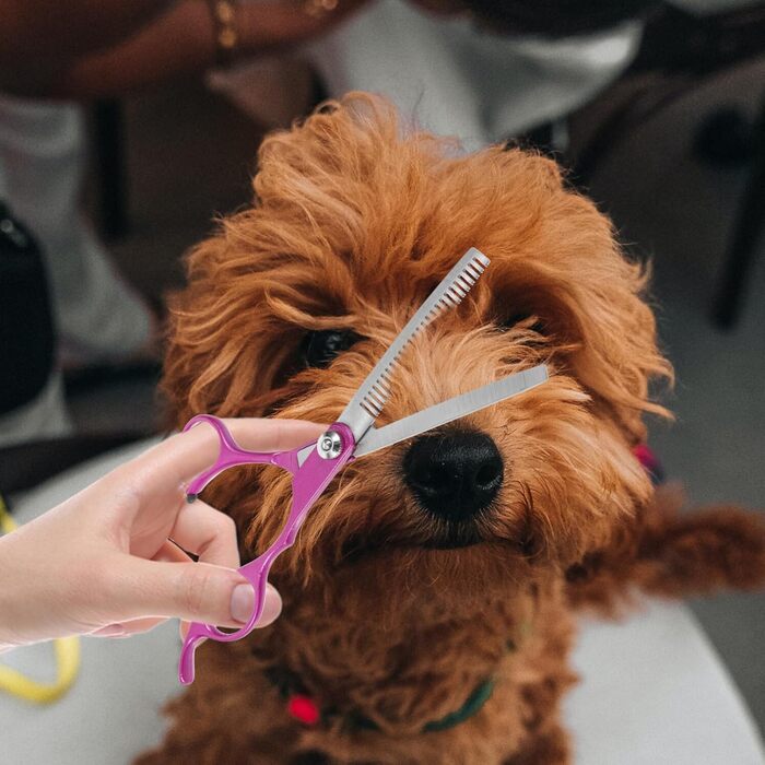 Професійні ножиці для грумінгу собак та котів BESPORTBLE - ножиці з нержавіючої сталі для догляду за домашніми тваринами