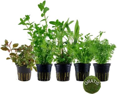 Набір акваріумних рослин AquaOne 5 шт: швидкоростучі Bacopa, Hygrophila, Ludwigia, Limnophila та мохова куля, антиводорослевий ефект