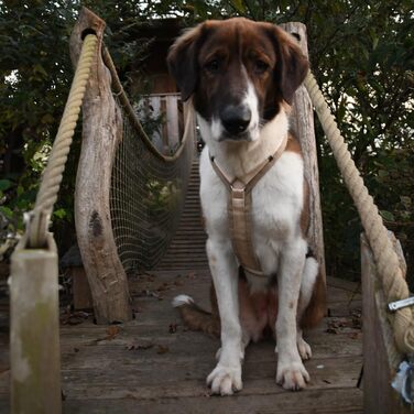 Нашийник для собак Anny·x Fun, регульований, колір Снігова куля, різні розміри (Снігова куля, S короткий)