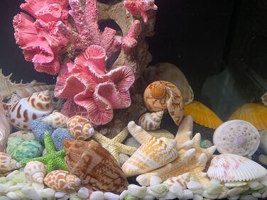 Великі натуральні морські мушлі 4-7 дюймів для декору, акваріума, DIY, пляжної вечірки