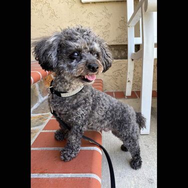 Нашийник та поводок для собак ETOPARS з стразами та кристалами, набір для собак та котів, чорний