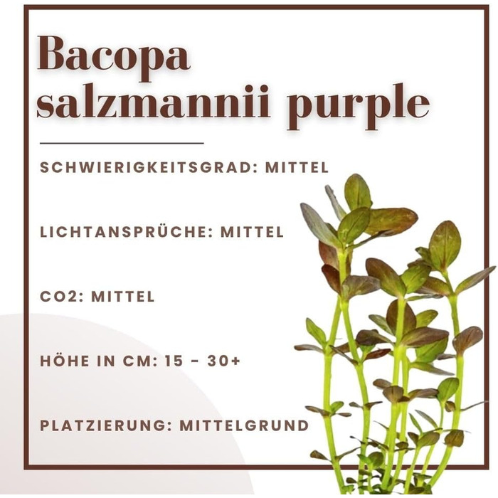 Акваріумна рослина Bacopa salzmannii Purple, 3 шт, середній план, повністю вкорінена, для акваріума, легка у догляді, акваскейпінг, декор