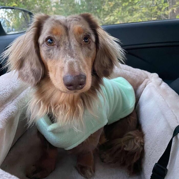 Тепла жилетка для собак та котів Jacko & Co з кільцем для повідка – м'яка, легка, дихаюча (XXL, м'ятний)