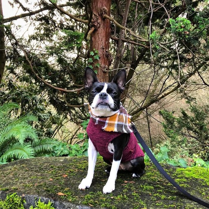 Жилет Gooby Zip Up з флісу для маленьких собак, колір фуксія, великий розмір (обхват грудей ~40 см)