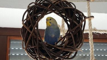 Два смачні дерев'яні кільця з лози для папуг, хвилястих та корел; плетіння з лози. Іграшка для птахів у клітку, вольєр. Ігровий майданчик для птахів для підвішування. 2 дерев'яні кільця 2.0