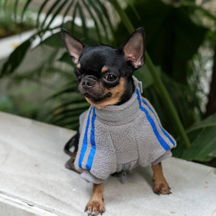 Тепла флісова куртка для собак маленьких порід, модель XS, сірий колір