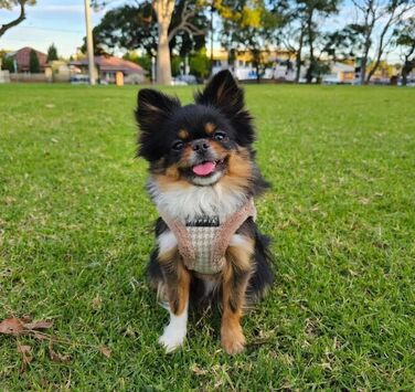 Шлея для малих і середніх собак Puppia Shepherd Harness B, регульована, комфортна, бежева, розмір L