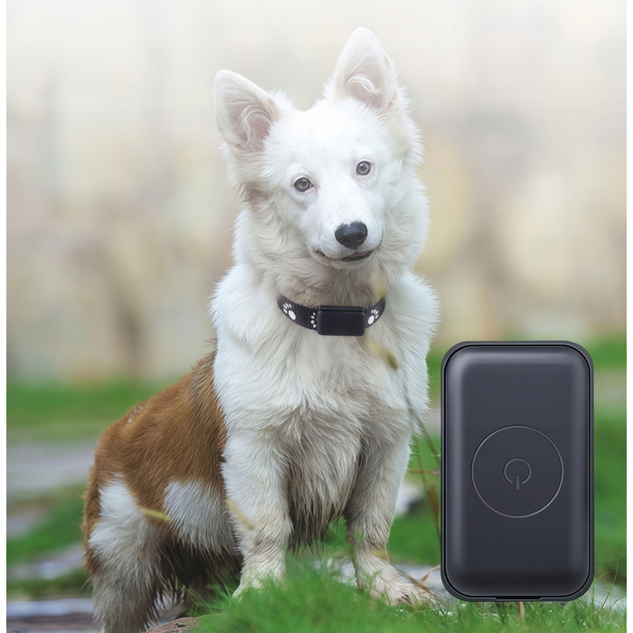 GPS-трекер для собак та котів: міні-нашийник для тварин без абонплати з додатком
