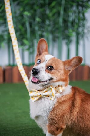 Персоналізоване собаче нашийник з металевою застібкою, індивідуальні жетони для тварин з гравіюванням імені, номера телефону та адреси