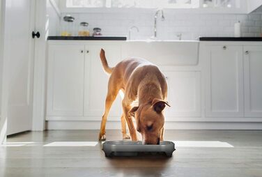 Neater Pet Brands Антиковзна миска для собак, уповільнює поїдання, подвійний рівень, ваніль, проти здуття живота