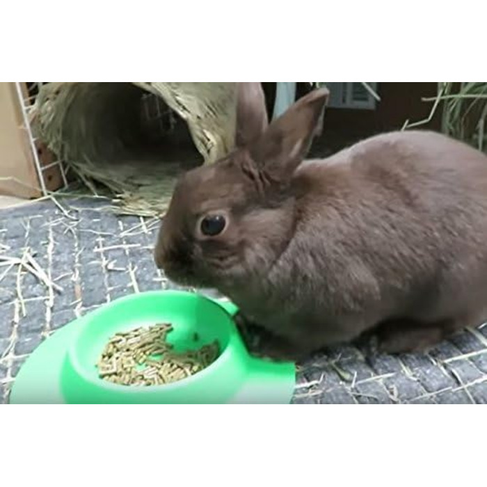 STAYbowl Миска для гризунів та інших дрібних тварин, кріпиться, салатовий колір