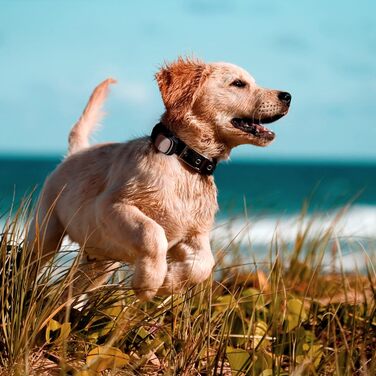 Нашийник для собак Кіппі EVO з GPS-кишенею, світловідбиваючим елементом, розмір S. М'який, зручний, водонепроникний нашийник для маленьких собак