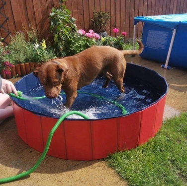 Складальний басейн для собак, червоний, 160 x 30 см, ПВХ