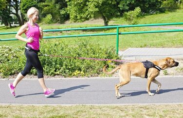 Повідок для собак Dingo з амортизатором, 2 карабіни, 170 см, рожевий, нейлонова стрічка