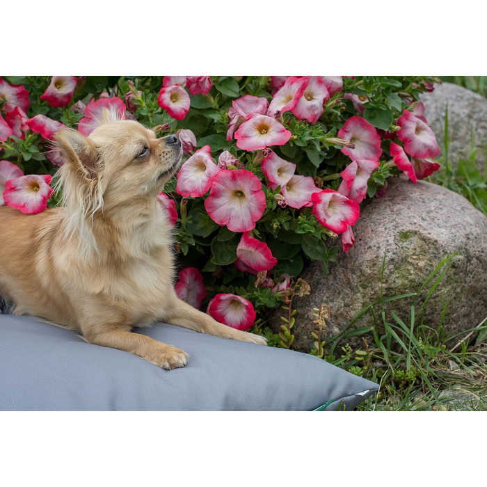 Водонепроникне лежанка для собак 80x60 см, сірого кольору - 4L Textil ZOE