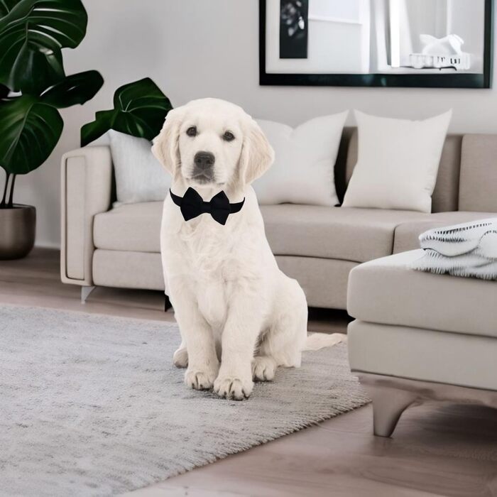 Нашийник для собак Vioett (L, Чорний) з фіксуючим тросом, м'яка оксамитова тканина, для великих собак