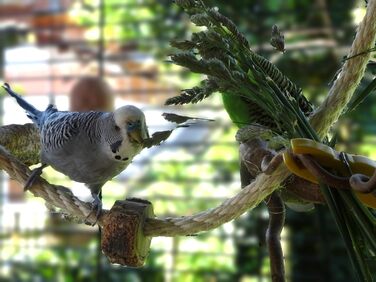 Канат для птахів із корка Vogelgaleria, іграшка для хвилястих папуг і корел, аксесуар для клітки
