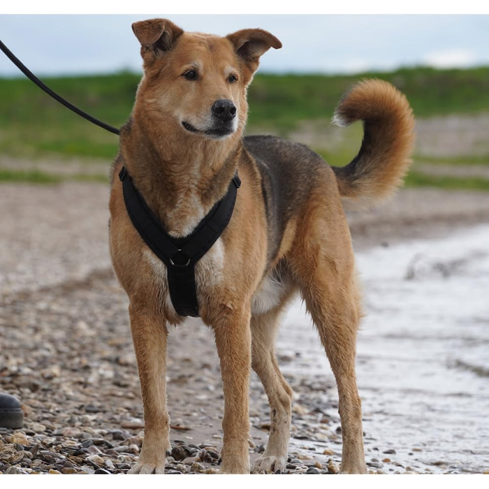 Шлейка для собак Anny-X Brustgeschirr Fun, чорного кольору, розмір L (обхват грудей 78-96 см)