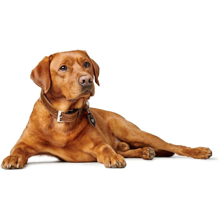 Нашийник для собак Hunter Tara, шкіряний, юхт-шкіра, міцний, стійкий до погодних умов, розмір M (55 см), колір коньяк/темно-коричневий