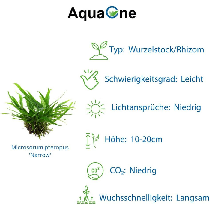 Набір акваріумних рослин AquaOne: 3 шт. на корчі, Microsorum pteropus Jafarn Narrow Trident, середні водні рослини для акваріума