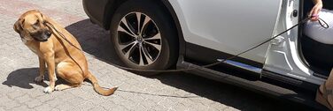 Виставковий повідець Dingo 10700 з м'якої шкіри, плетена ручка, ручна робота, коричневий