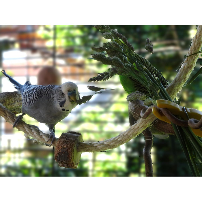 Канат для птахів із корка Vogelgaleria, іграшка для хвилястих папуг і корел, аксесуар для клітки