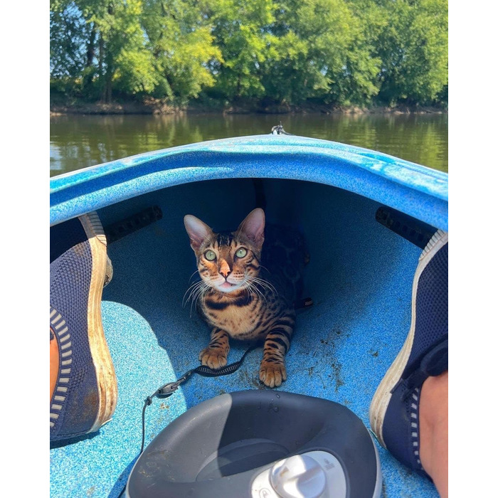 Автоматична поїлка для котів і малих собак Torus Pet Mini, з вугільним фільтром, 1 л, портативна, антимікробна, BPA-free