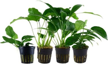 Набір анубіасів для акваріума — 4 шт. Anubias caladiifolia, angustifolia, barteri, nana для цихлідника та рослинного акваріума