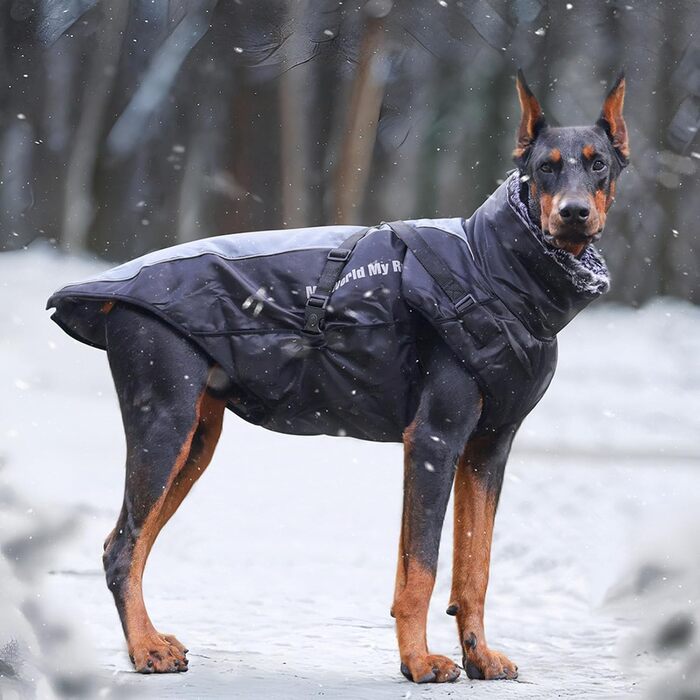 Теплий зимовий одяг для собак: куртка з шлейкою для маленьких, середніх та великих порід. Яскравий зимовий наряд для собак (Blue, Grey, XXXXXXL, 5XL)