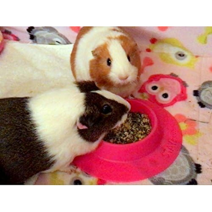 STAYbowl Futternapf: годівниця для морських свинок та інших дрібних домашніх тварин, ергономічна, 60 мл, рожева