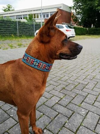 Стильний нашийник для собак з м'якою підкладкою, ширина 4 см, мартингейл, регульований, антивитяг, для шиї до 38 см і голови до 44 см, з хромованою фурнітурою