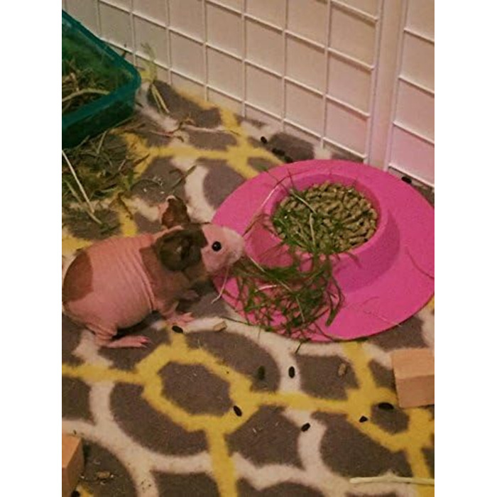 STAYbowl: ергономічна годівниця для морських свинок та інших дрібних тварин, 1/4 чашки, фіолетова