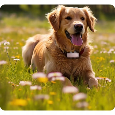 GPS-трекер 4G для тварин: локалізатор для собак та котів без абонплати