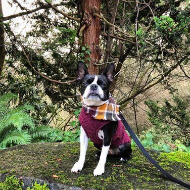 Жилет Gooby Zip Up з флісу для маленьких собак, колір фуксія, великий розмір (обхват грудей ~40 см)