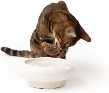 Котло propositionsний набір LucyBalu® MYCO: миска для корму та води для котів з кераміки | Пряма миска для котів | Біла миска для води та корму | Якісний котячий набір