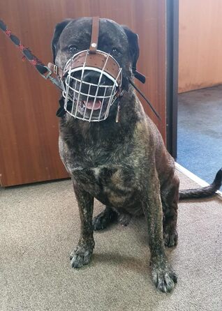 Корзина для собак American Bully з чорної шкіри та дроту (BA, коричнева шкіра / срібло)