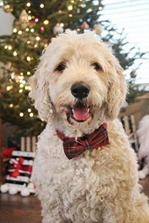 Нашийник для собак Unique Style з бантиком, регульований, для собак та котів, червоний, XXS-XL