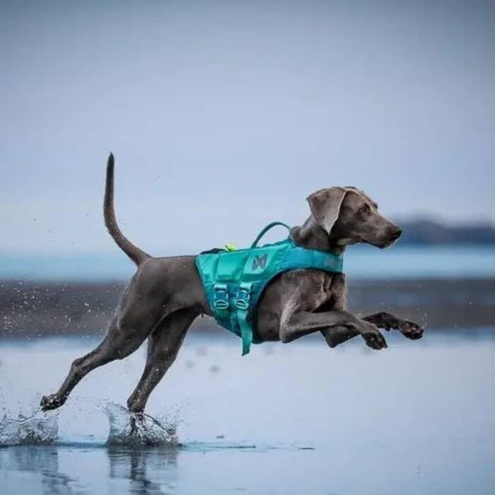 Жилет рятувальний для собак Protector, колір teal, розмір 2