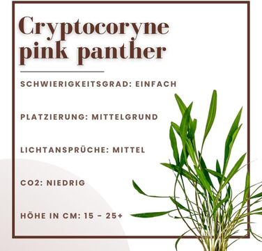 Набір з 3 акваріумних рослин Cryptocoryne Pink Panther – середньорівнева водна рослина для акваріума, повністю вкорінена, для акваскейпінгу та декору