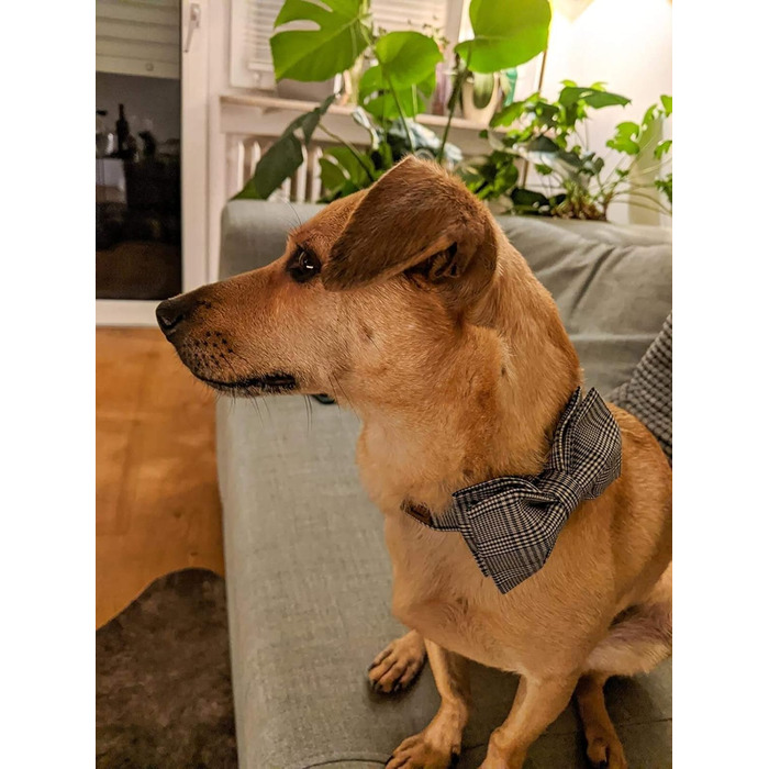 Елегантний нашийник для собак та котів з краваткою, стильний аксесуар для тварин, розміри S, M, L, XXS-XL