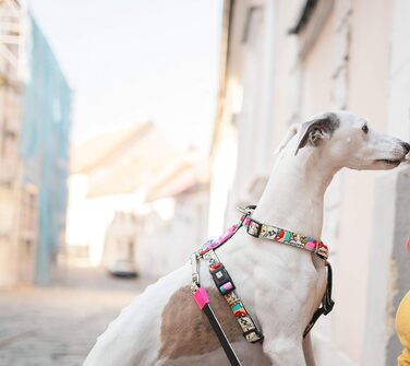 Нашийник для собак Max & Molly H-подібної форми, Ultrabequemes Geschirr Hund з неопрену для дуже маленьких собак, Little Monsters, з підкладкою, безпечний та ультралегкий – комфорт для вашого вірного друга (M)