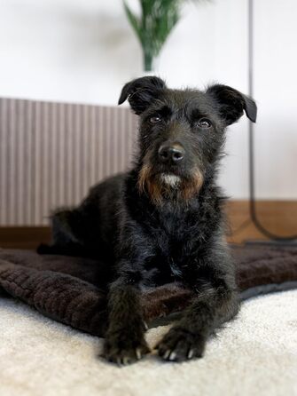 М'яка підстилка Harmony Flex для собак та котів, 50x35 см, з водонепроникним дном