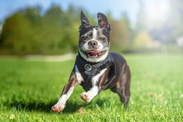 М'який нашийник для собак CHIARA MIA, розмір XL, чорний. Водовідштовхуючий, з регулюванням на липучці, світловідбиваючі смуги.